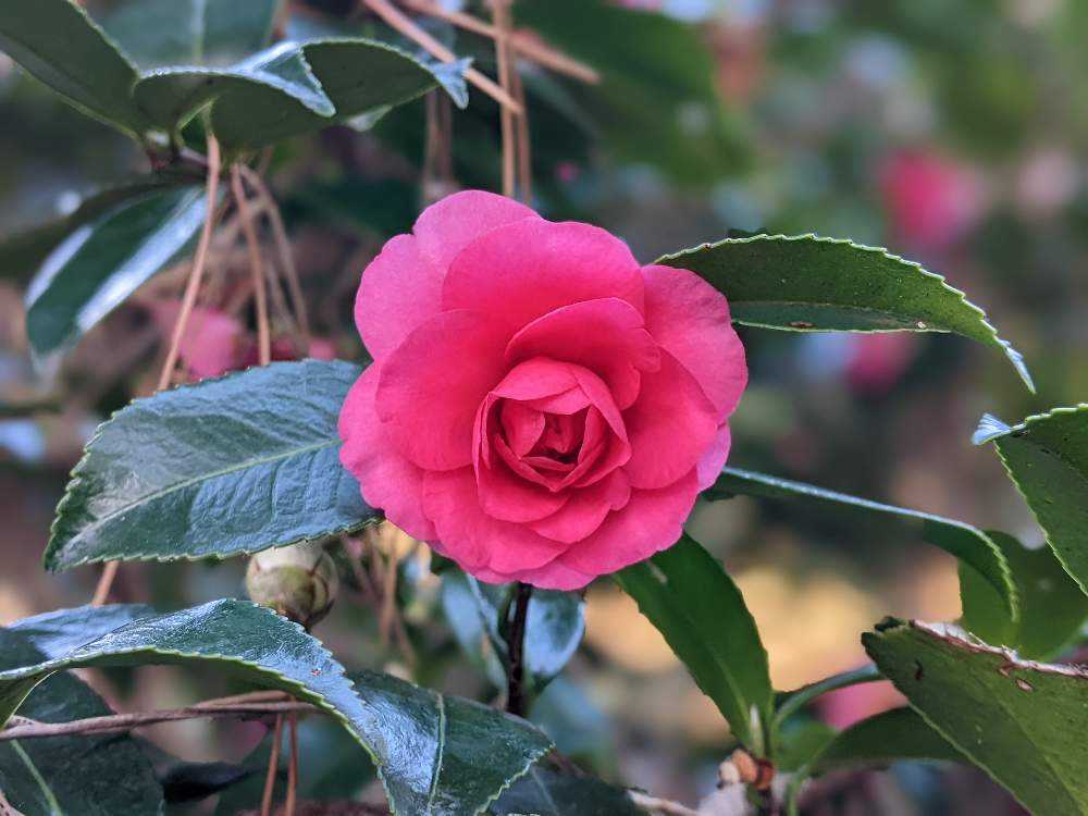 山口 蓬春/椿 ツバキ、限定・高級額装用画、希少、新品額付 山口蓬春「椿