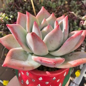 polar　bear,多肉植物,観葉植物,エケベリア属,癒しの画像