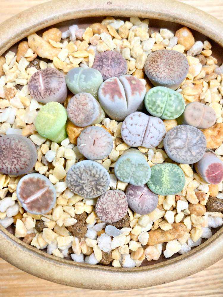 リトープスを「仙人の土🤣」へ植替え｜🍀GreenSnap（グリーンスナップ）