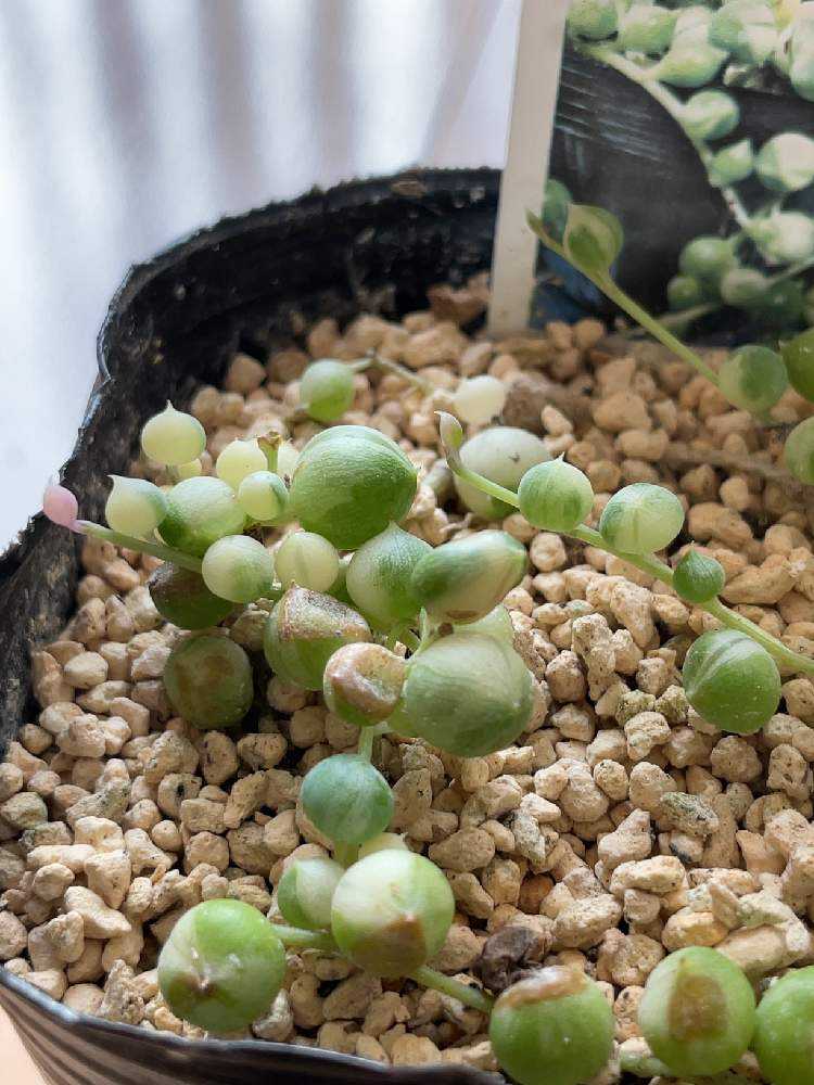 斑入りグリーンネックレス成長記録｜🍀GreenSnap（グリーン