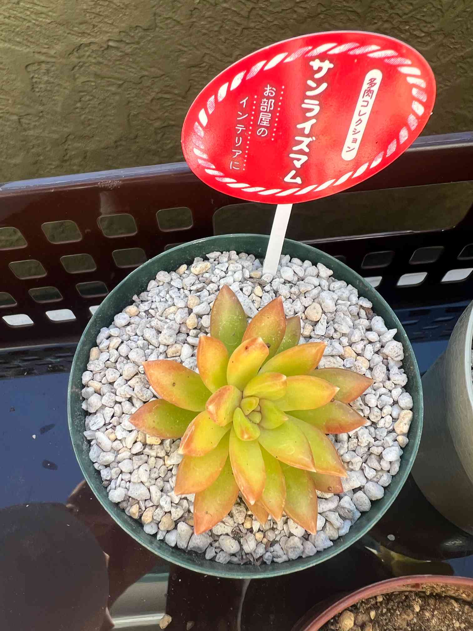 セダム サンライズマム｜🍀GreenSnap（グリーンスナップ）