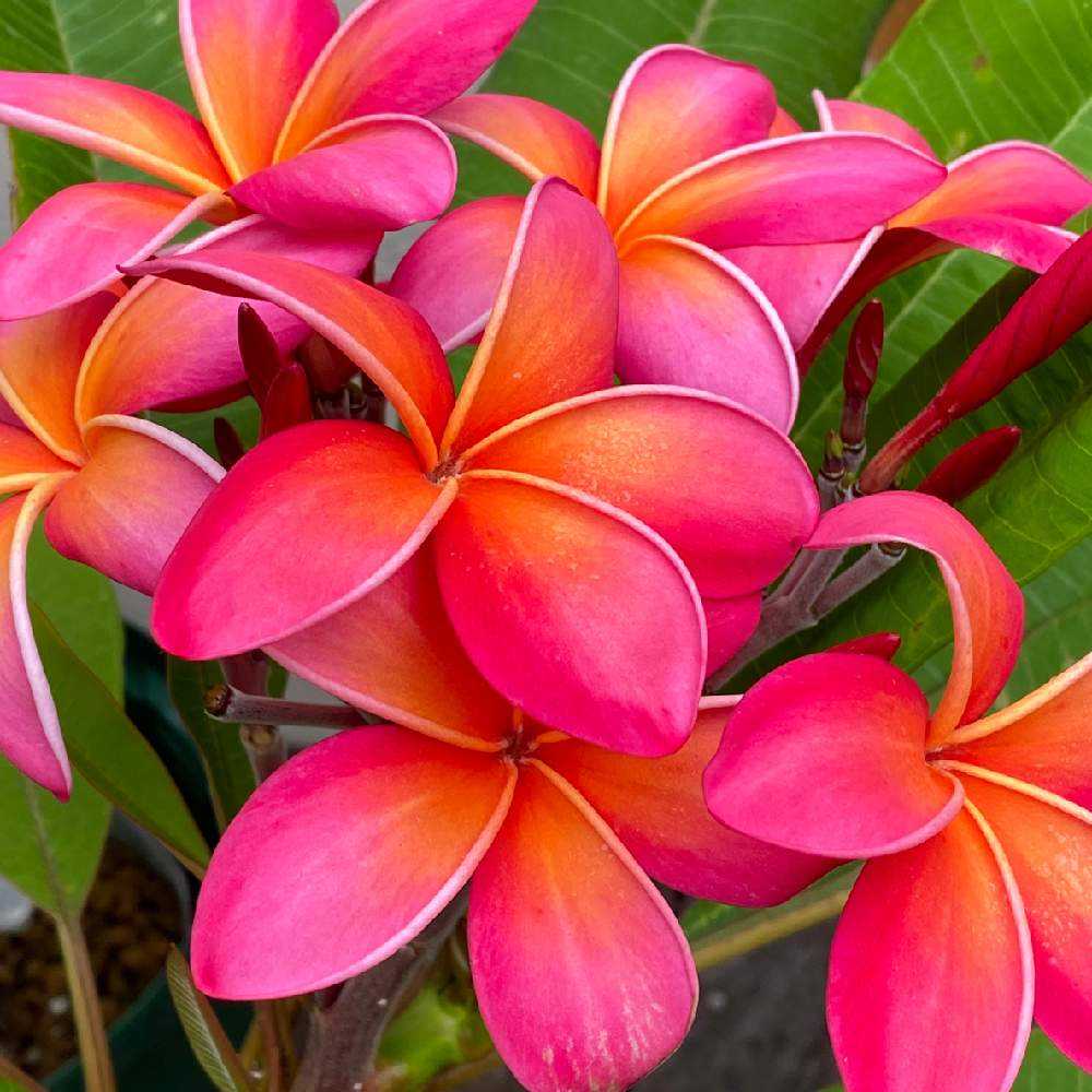 プルメリア園芸品種『Kaneohe Sunburst / カネオヘ サンバースト