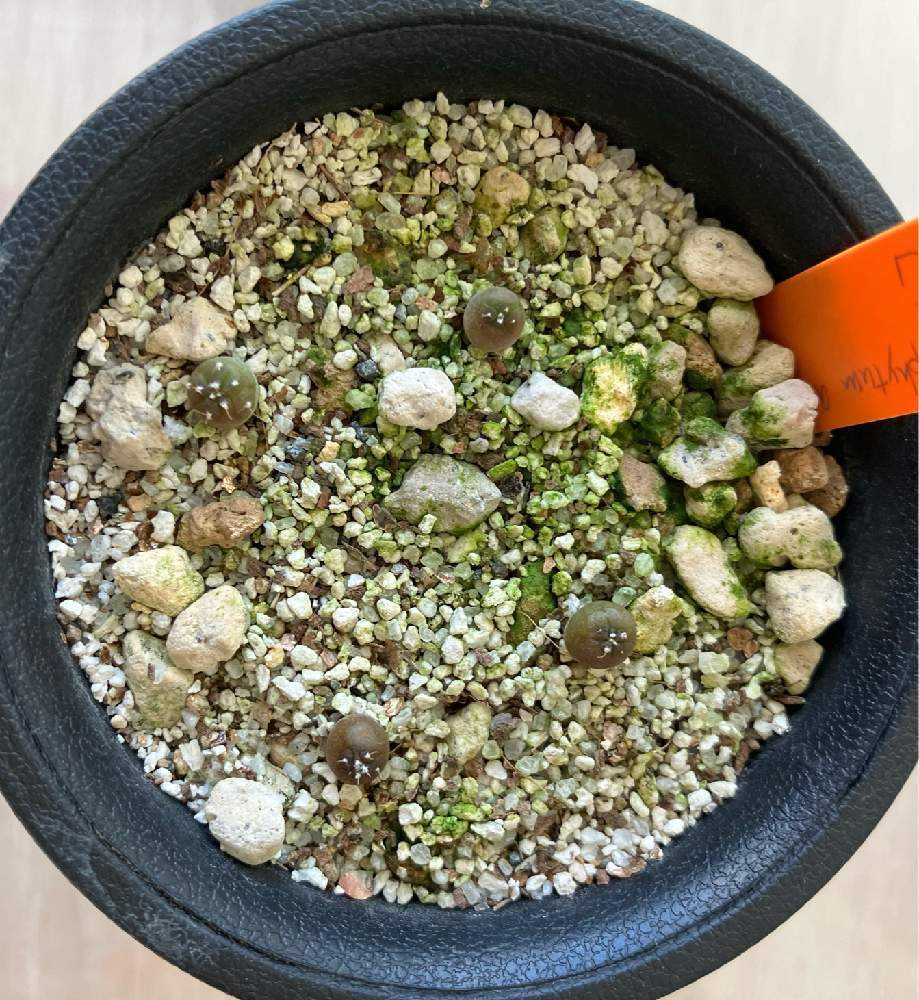 アストロフィツムの実生｜🍀GreenSnap（グリーンスナップ）