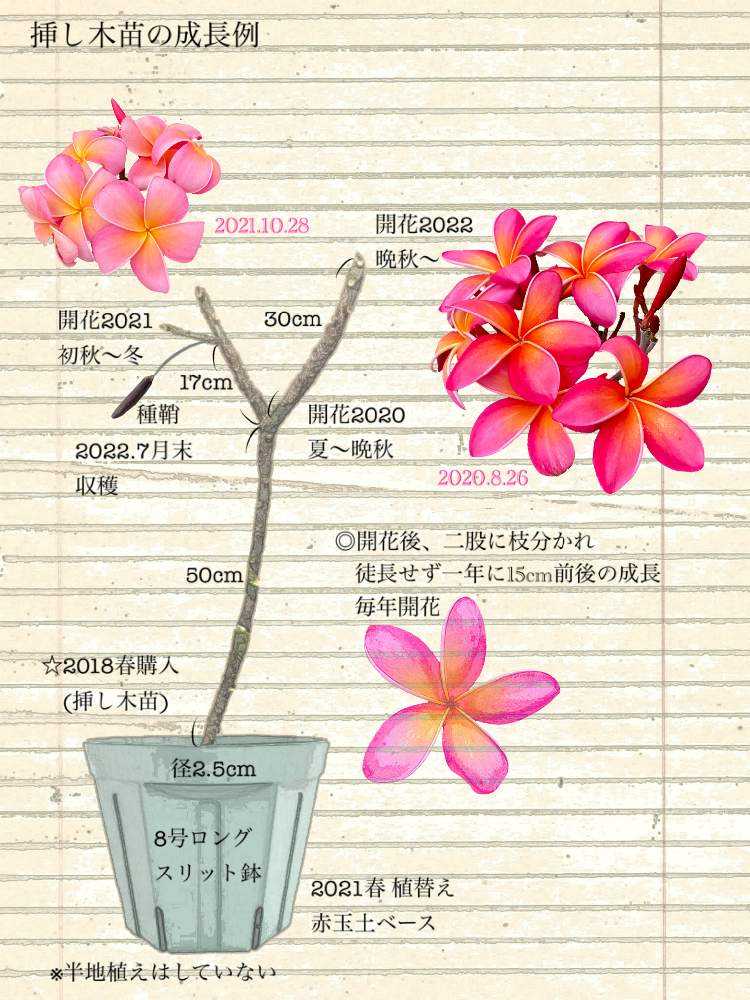 当園産】プルメリア Kaneohe Sunburst 5号pot 発根苗 | MOANI