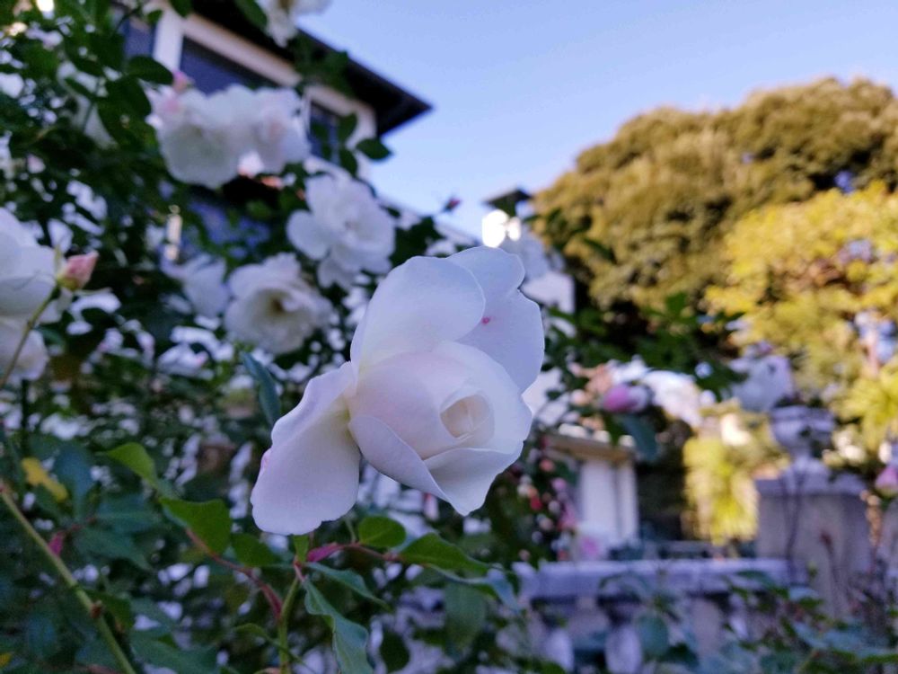 エリィさんの港の見える丘公園への投稿