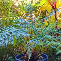 Cyathea spinuosa,ヘゴ,ディクソニア　アンタルクティカ,シダ植物, ヘゴの画像