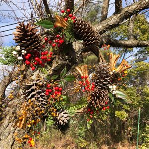 お庭の植物,花のある暮らし,ドライフラワー リース,手作り雑貨,手作りリースの画像