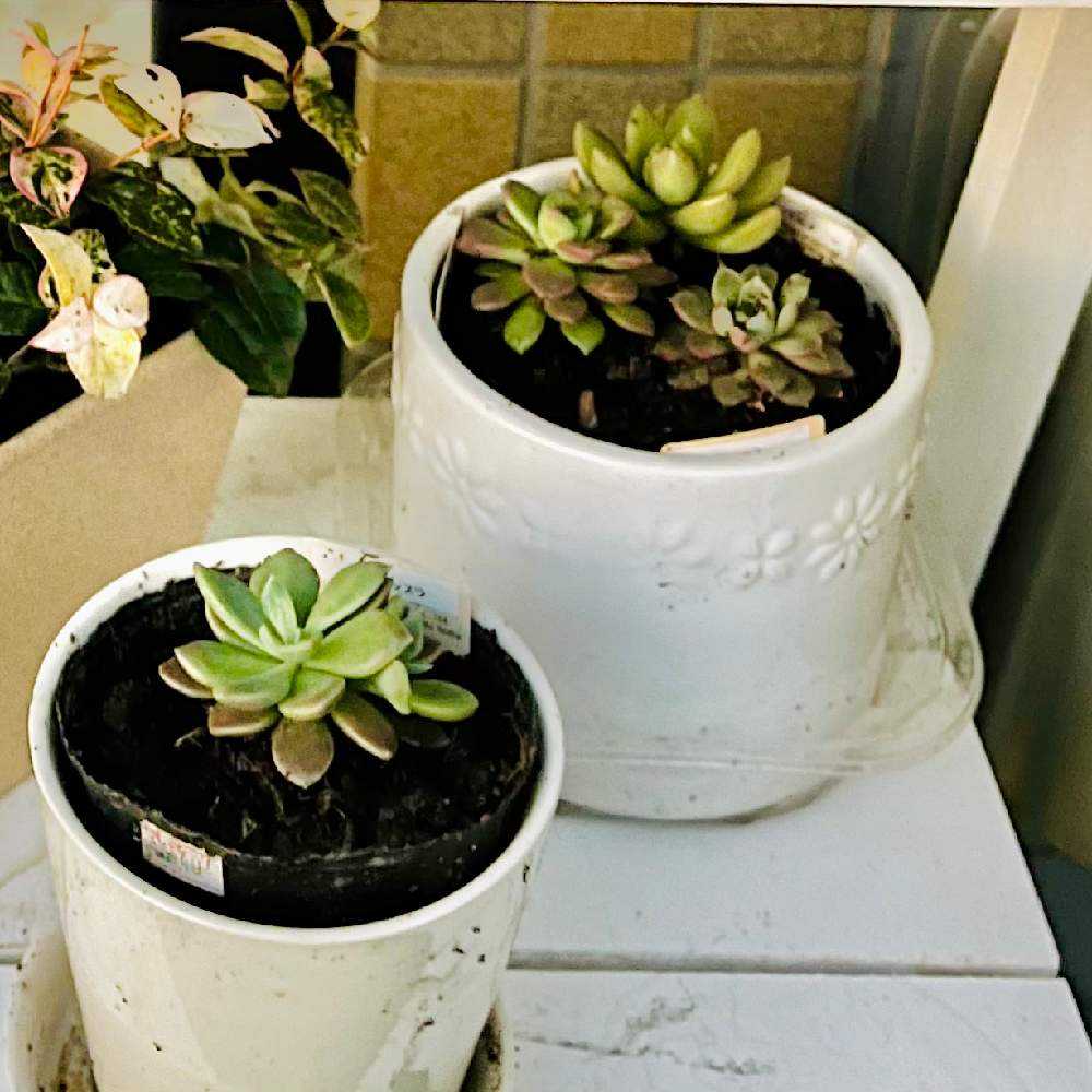 多肉植物】Natural Kitchen多肉 〜増殖中〜｜🍀GreenSnap（グリーン
