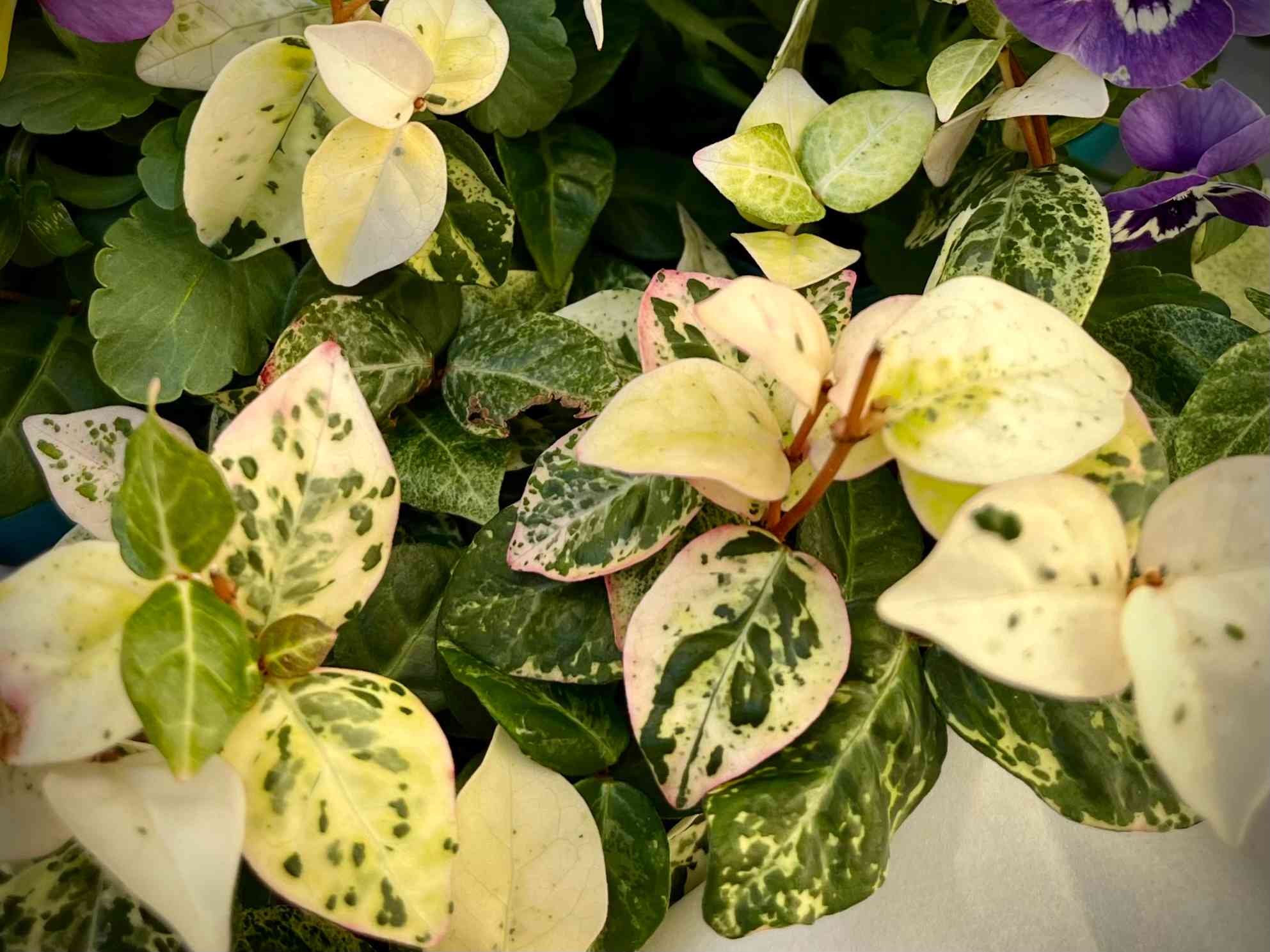 lilili様リクエスト ハツユキカズラ ロングサイズ＆ショートサイズ 完》【ハツユキカズラ】寄せ植えに使いたいカラーリーフ｜🍀GreenSnap