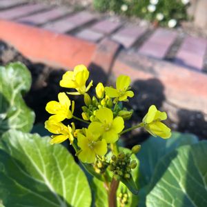 アスパラ菜の花＊,我が家の畑,冬野菜,写真撮影,花いろいろの画像