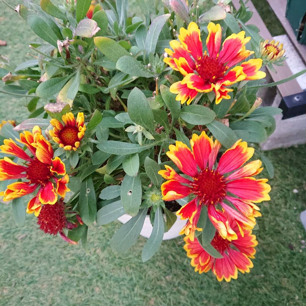 ガイラルディア スピントップの投稿画像 by こうこうさん｜ガイラルディア スピントップ イエロータッチとガーデリンクと小さな庭とガーデリンク