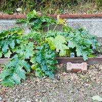 アカンサス モリス,アカンサス,耐寒性多年草,葉っぱ好き,おうち園芸の画像