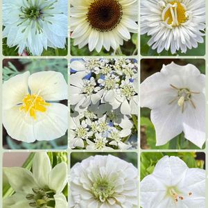 地植え,可愛い,白い花,いつもありがとう♡,種まきの画像