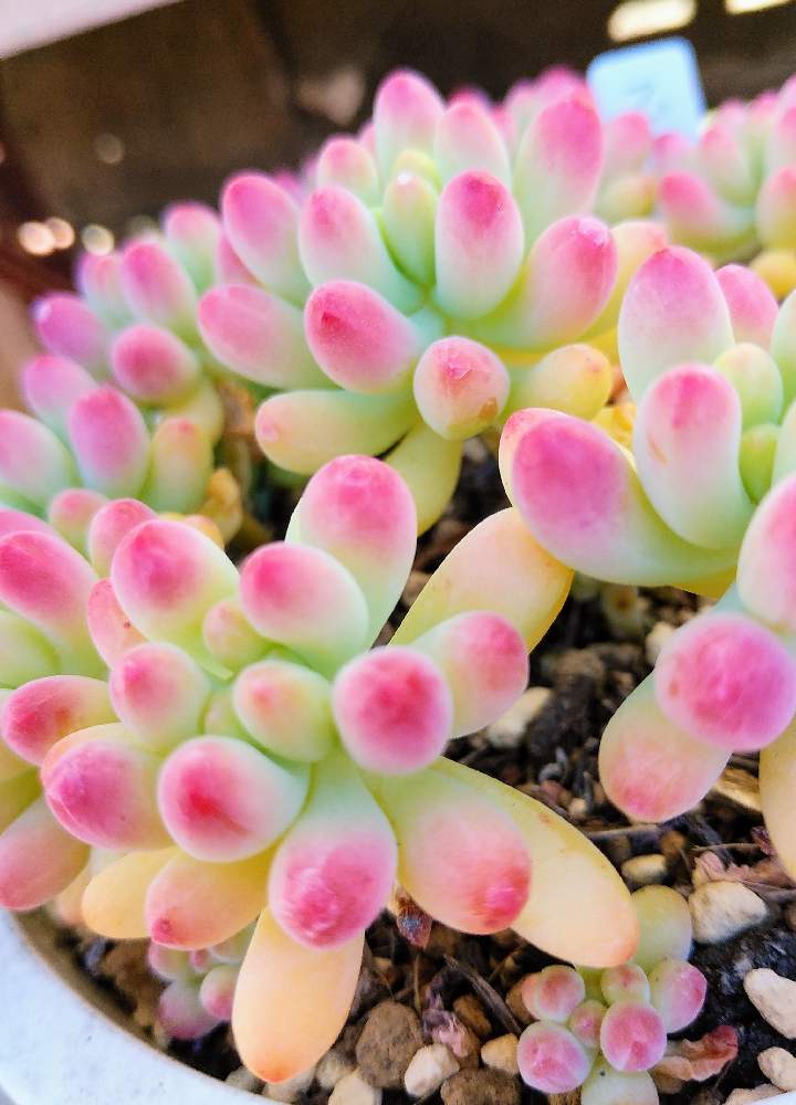 乙女心の投稿画像 By ミケ猫さん 棚とセダム属と多肉中毒と多肉植物と多肉沼にはまったと紅葉 する多肉と多肉女子と多肉好きとセダム属と多肉中毒と多肉植物と多肉沼にはまったと紅葉する多肉と多肉女子と多肉好き 22月12月28日 Greensnap グリーンスナップ