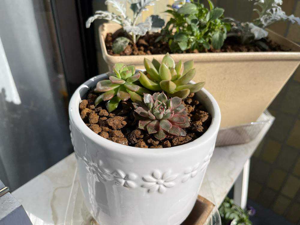 多肉植物】Natural Kitchen多肉 〜増殖中〜｜🍀GreenSnap（グリーン