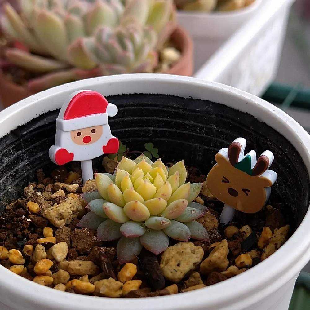 ミックスベリア ちょこん｜🍀GreenSnap（グリーンスナップ）