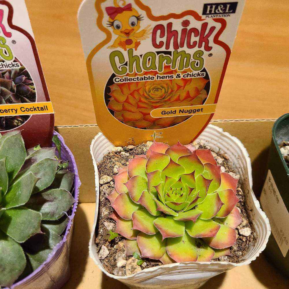 ゴールドナゲット　カット苗 ゴールドナゲット カット苗 【公式通販】