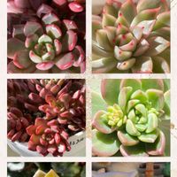 メビナ,ピンクルルビー,多肉植物の紅葉,ベランダ多肉,黄麗（おうれい）の画像
