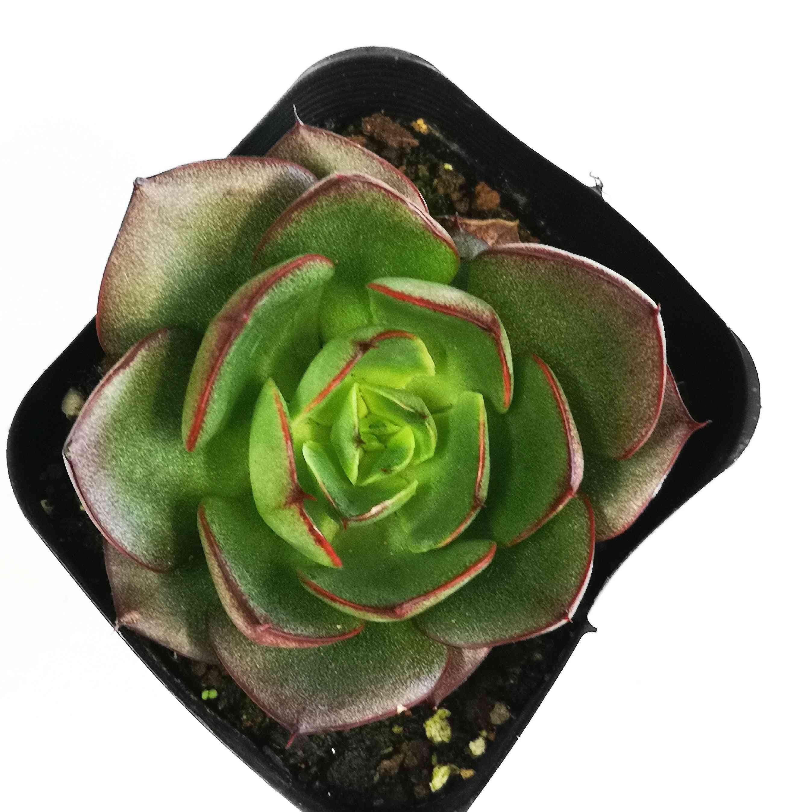 ヤンジン♡の一覧｜🍀GreenSnap（グリーンスナップ）