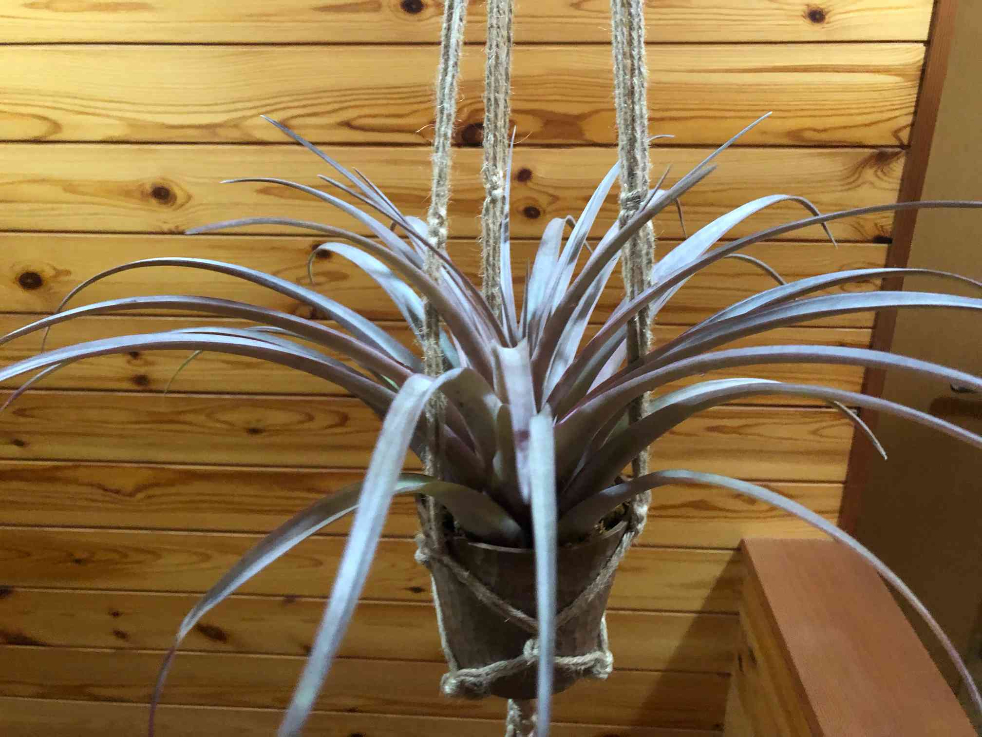 チランジア セントレア スカイリーフの一覧｜🍀GreenSnap（グリーン