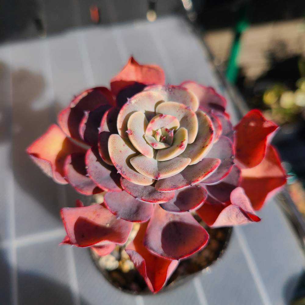 ペルシアの成長記録💜🌹｜🍀GreenSnap（グリーンスナップ）