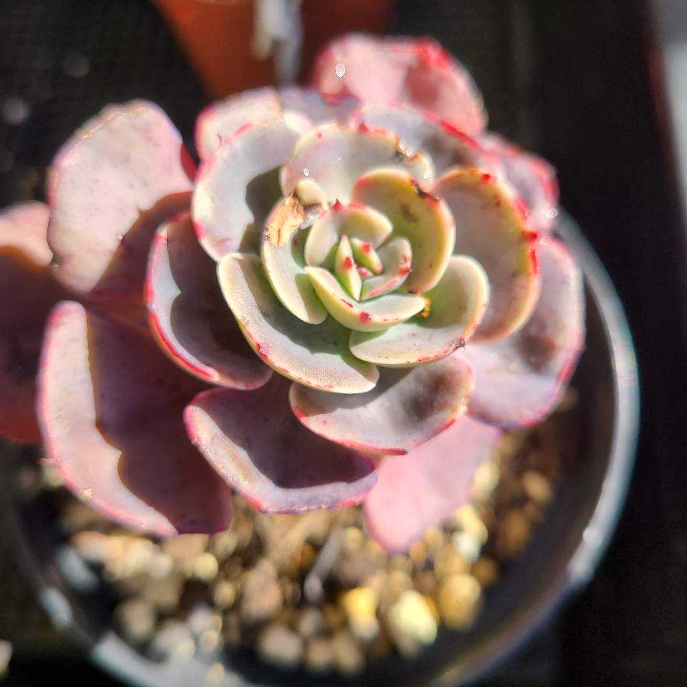 ペルシア　多肉植物 ペルシア 多肉植物 ペルシア。大きな紫の葉が目をひきます。「多肉植物」の