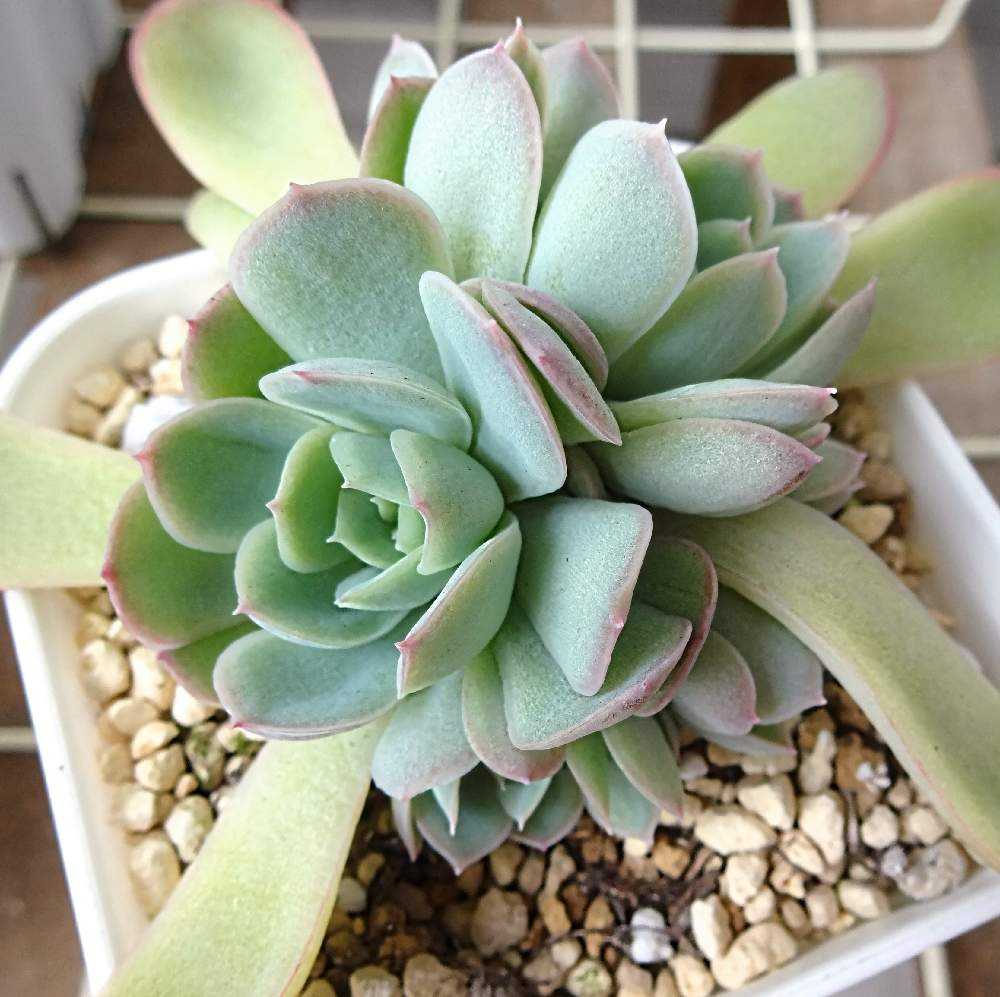 花月夜の胴切り｜🍀GreenSnap（グリーンスナップ）