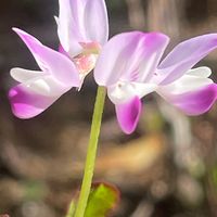 レンゲソウ,花壇,ガーデニング,山野草,マメ科の画像