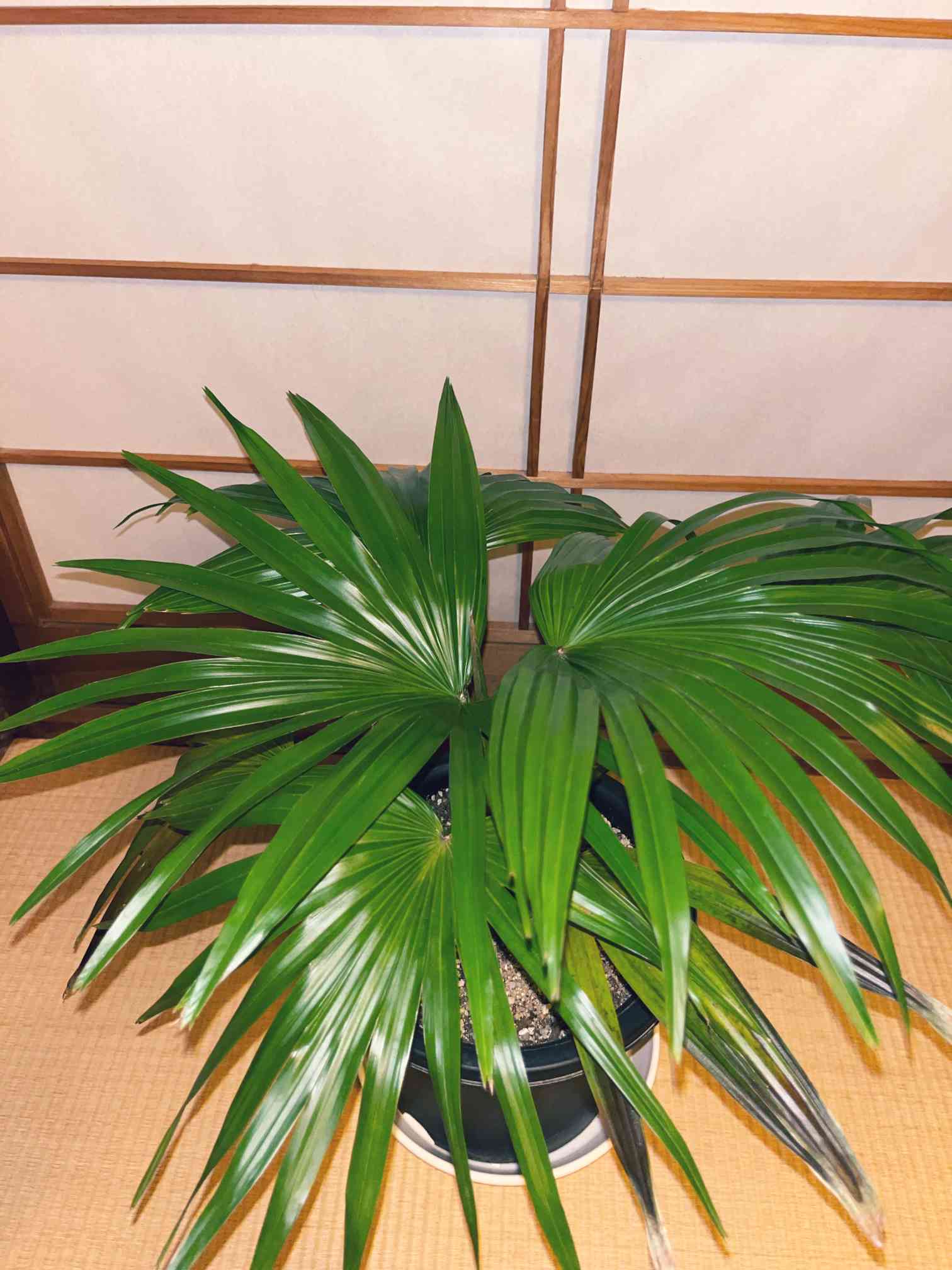 Sale! オガサワラビロウ 抜き苗 12号くらい 稀少 オガサワラビロウの根はひげ根 | 小笠原マルベリー