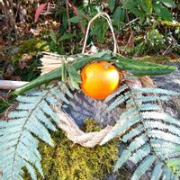 マンリョウ,ウラジロ,ダイダイ,ユズリハ,お正月のしめ飾りの画像