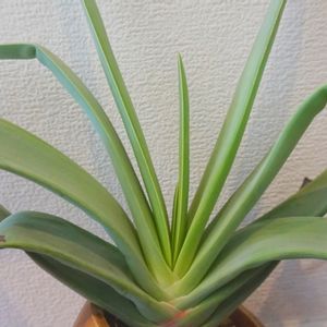 アロエ プリカティリス,ビザール プランツ,多肉植物,アロエ属,エントランスの画像