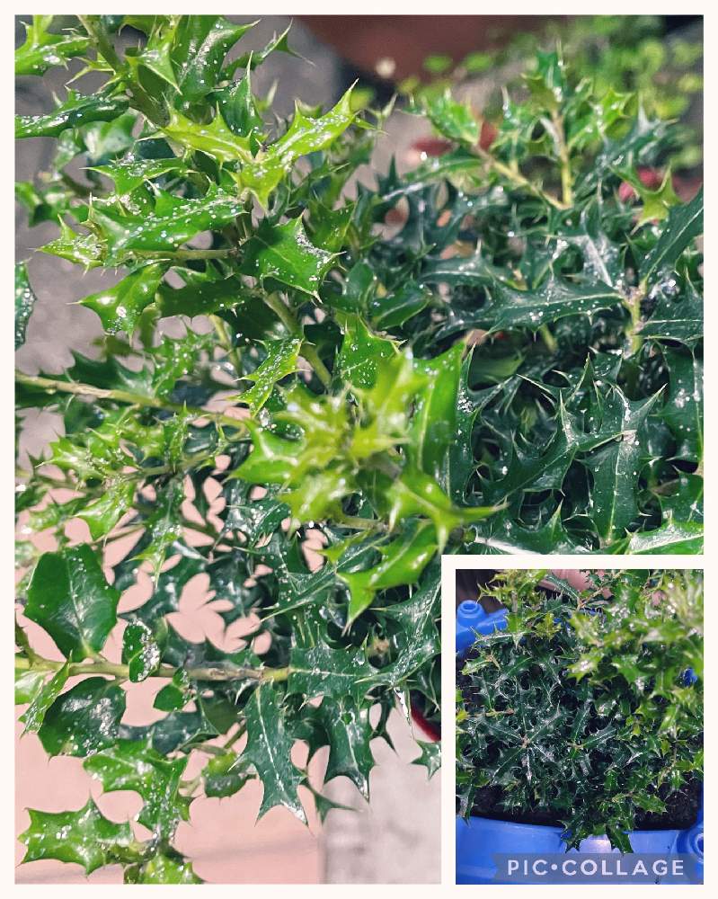 ヒイラギの投稿画像 By あしるさん 車庫と観葉植物とプランターと見切り品と生き残れるか と植え替えとおうち園芸とホームセンターと観葉植物とプランターと 見切り品と生き残れるか と植え替えとおうち園芸とホームセンター 22月12月31日 Greensnap グリーン