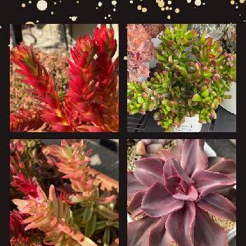 たっちんのアルバム Greensnap グリーンスナップ たっちんのアルバム Greensnap グリーンスナップ