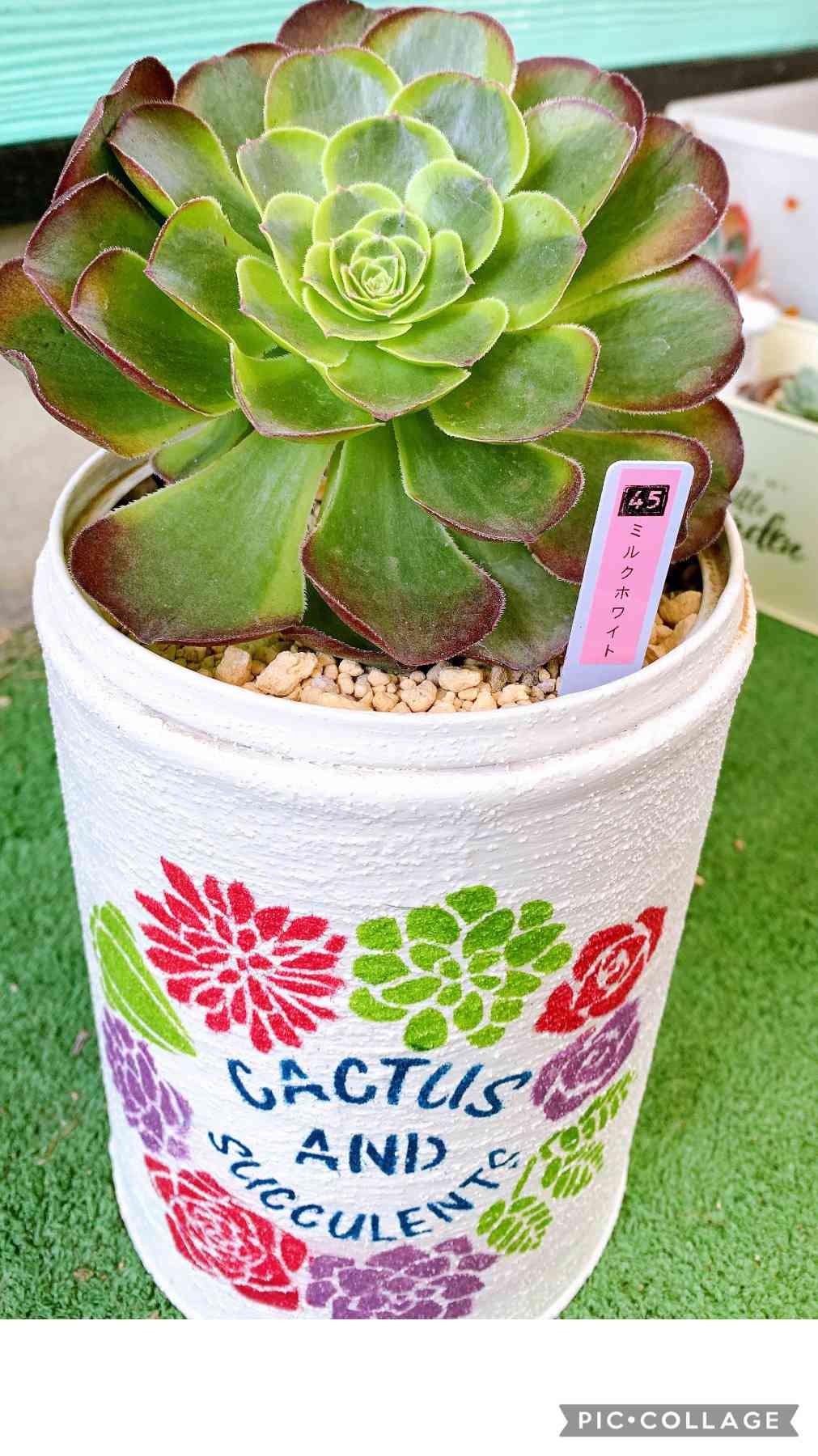 安い，定番人気 1202-ZKC086hアエオニウム ミルクホワイト13個 多肉