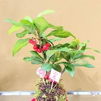 ボタニカルラウンジ西武池袋店のアルバム Greensnap グリーンスナップ