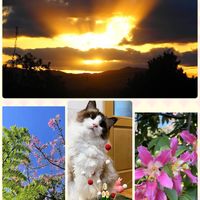 ヘゴ,トックリキワタ,実家,猫好き,徳之島の画像