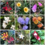 アメリカイヌホオズキの一覧 Greensnap グリーンスナップ