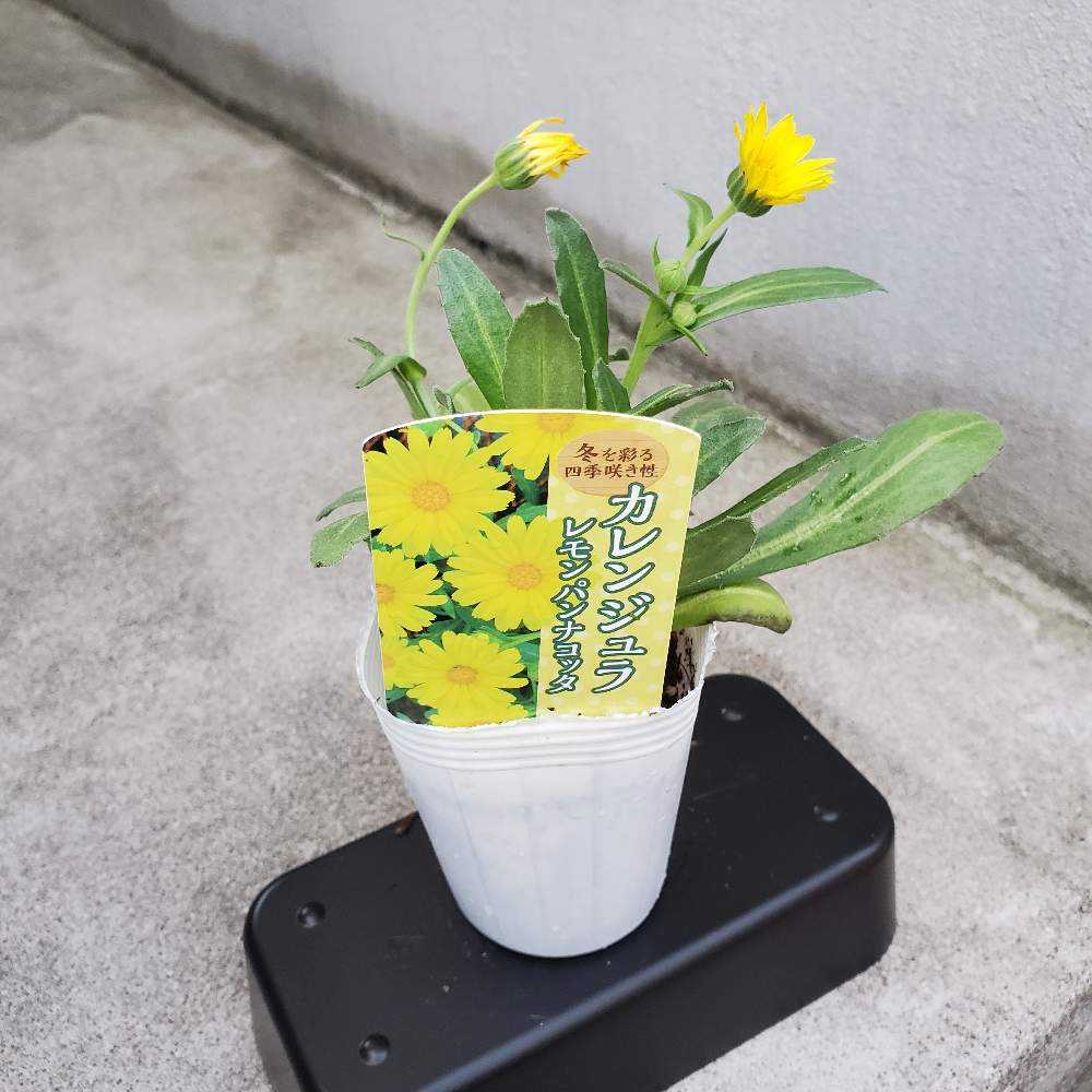 カレンデュラ(キンセンカ)の備忘録|🍀GreenSnap(グリーン カレンデュラ(キンセンカ)の備忘録|🍀GreenSnap(グリーン