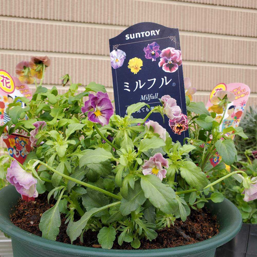 2022ビオラの備忘録｜🍀GreenSnap（グリーンスナップ）