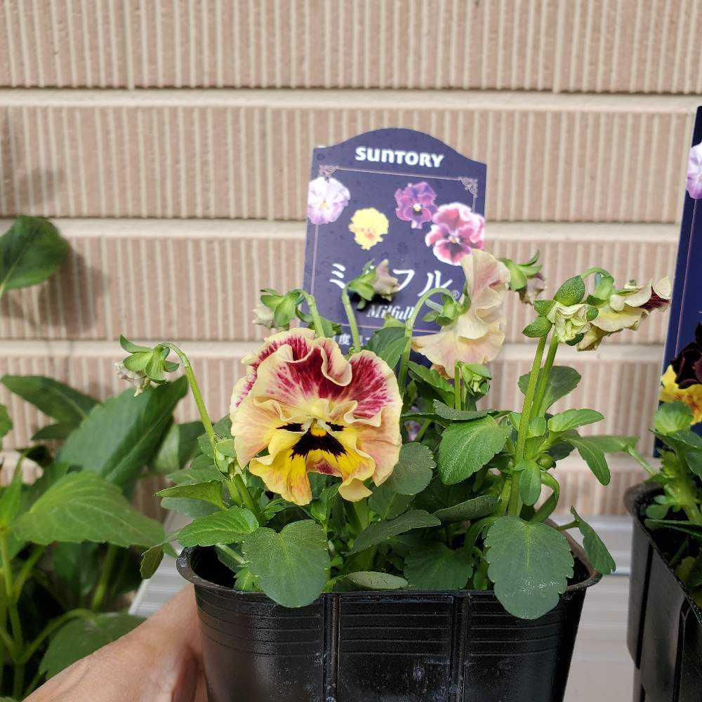 2022ビオラの備忘録｜🍀GreenSnap（グリーンスナップ）