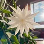 夜に咲く花の一覧 Greensnap グリーンスナップ