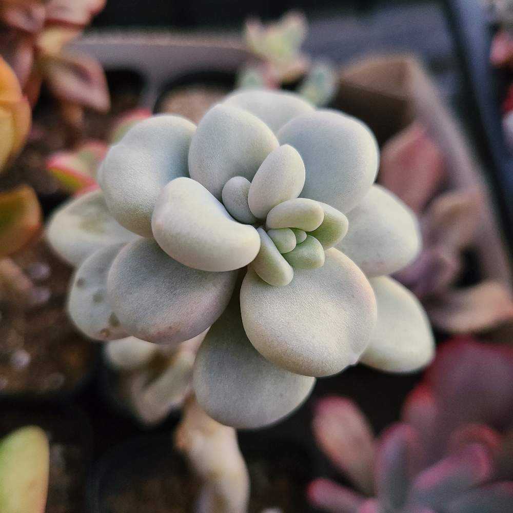 エレンの成長記録☃️☃️｜🍀GreenSnap（グリーンスナップ）