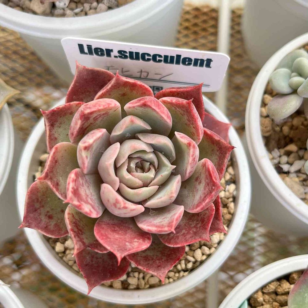 抜き苗 多肉植物 エケベリア モヒカンスペシャル （【モヒカン】の紹介 