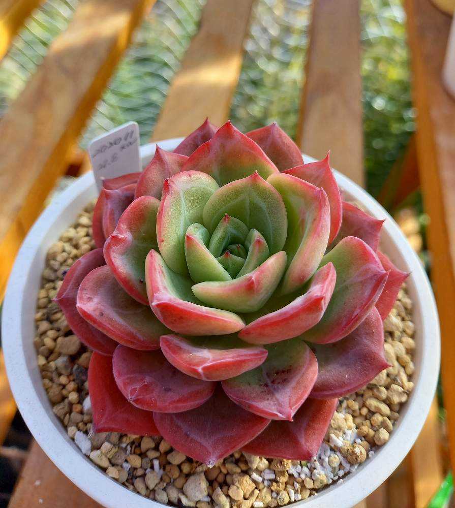 64A💐🌹💐スイレン スリョン ウォーターリリー｜🍀GreenSnap（グリーン