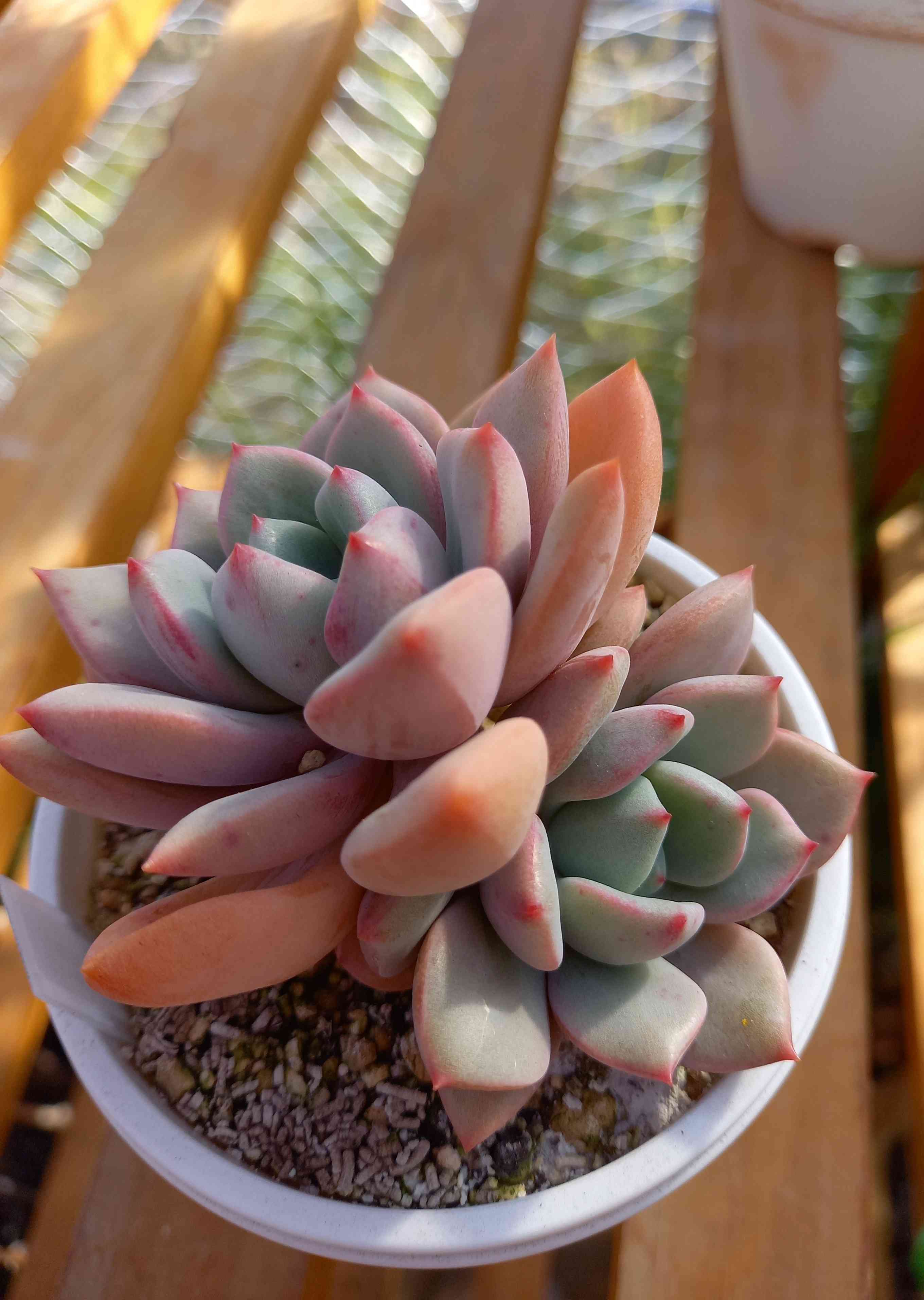 263🌹💐ミセロサ｜🍀GreenSnap（グリーンスナップ）