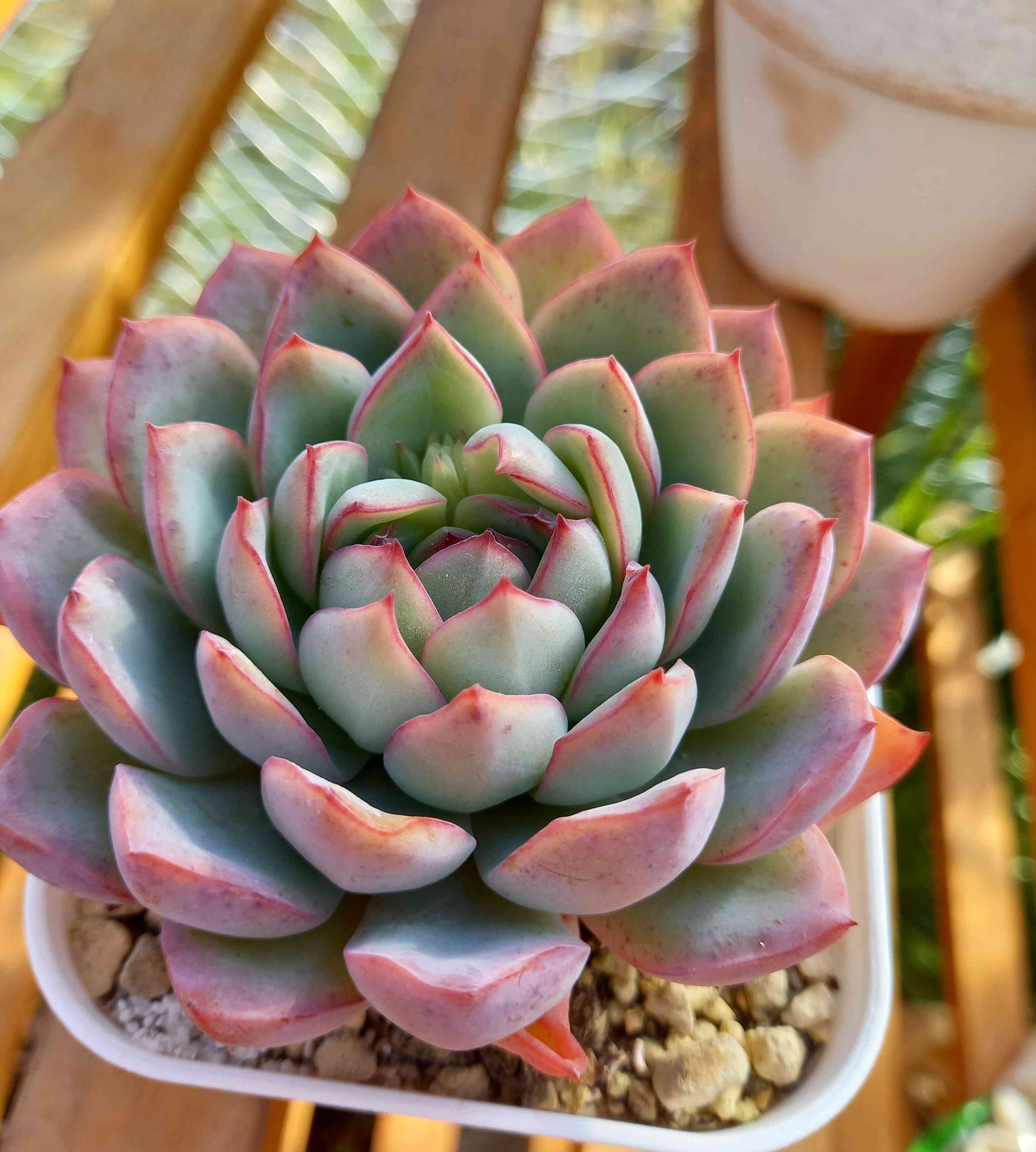 多肉植物 ハオルヤ 1672653974712_807038_20230102_