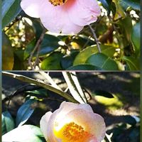 ツバキ,つばき,ツバキ　サヨノツキ,ツバキ　シボリハツアラジ,感謝の画像