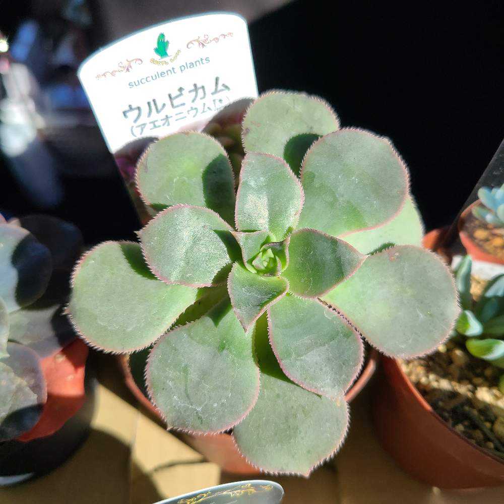 ウルビカムの成長記録💚💕｜🍀GreenSnap（グリーンスナップ）