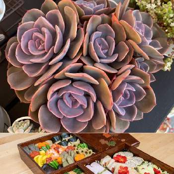 たっちんのアルバム Greensnap グリーンスナップ たっちんのアルバム Greensnap グリーンスナップ