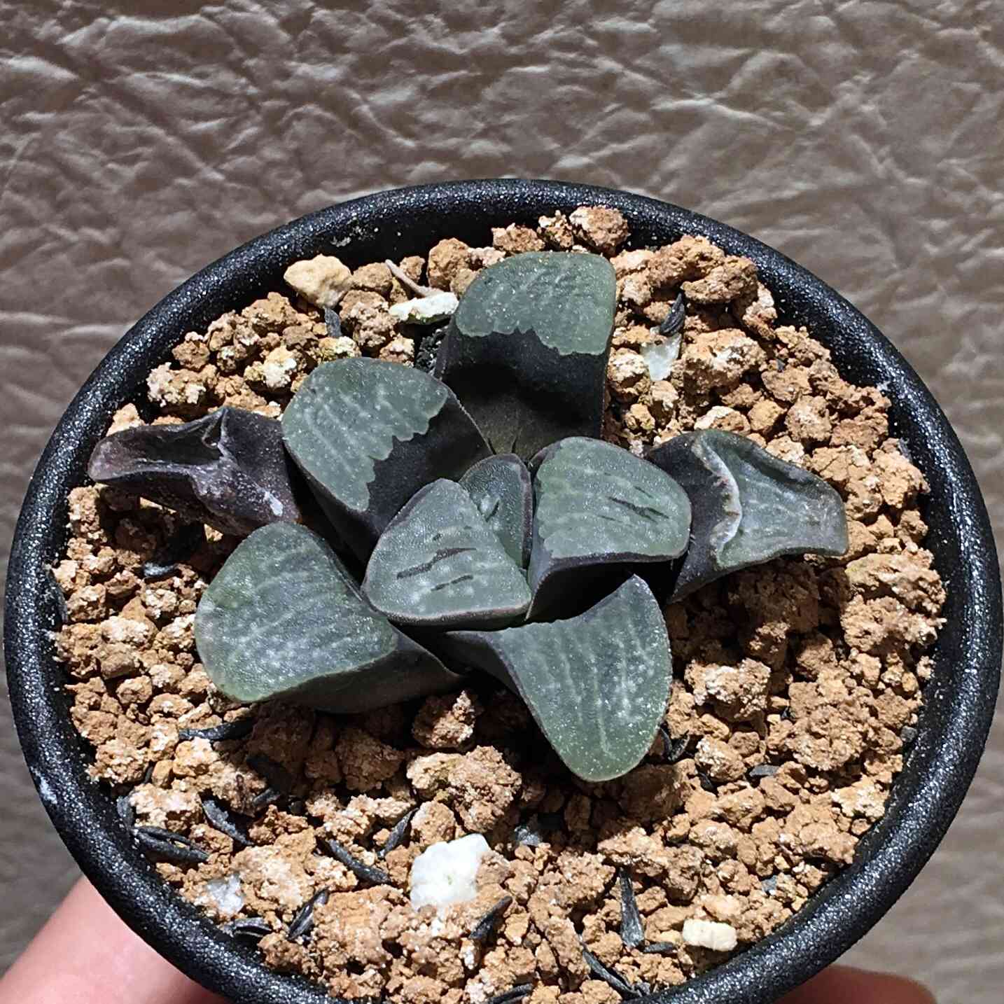 ハオルチア グロエネワルディの一覧｜🍀GreenSnap（グリーンスナップ）